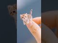 Famose In The World The Cats Vedeos Funny Little Trending Shorts Famose In The World The Cats Vedeos Funny Little Trending Shorts
