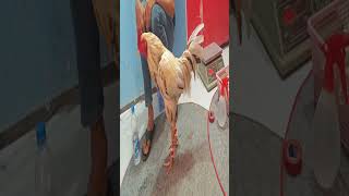 ខ្ញុំចូលចិត្តស្រលាញ់មាន់ ​