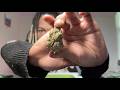 Is TWB Worth it in 2026? | The Weed Box: May