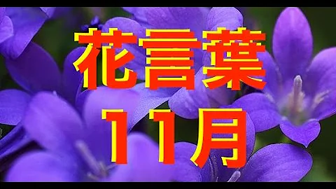 1月の花 1月の花