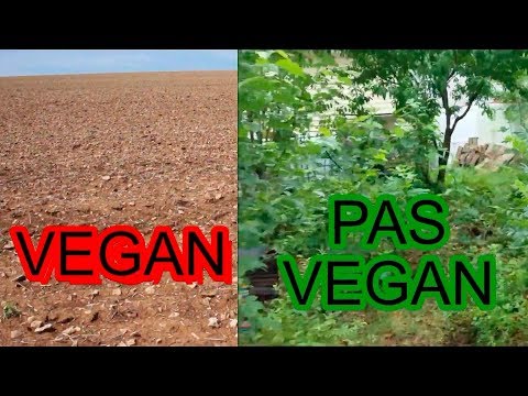 Vidéo: Terre fraîche non labourée ou terre vierge