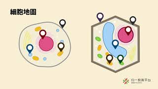 【觀念】細胞的構造 