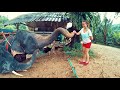 Phang Nga Province - 2017   Elephants, Rafting, ATV
