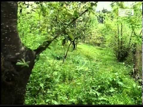 ბათუმთან შემოერთებულ ტერიტორიებზე მცხოვრებლებს სასოფლო-სამეურნეო ბარათები არ მიუღიათ