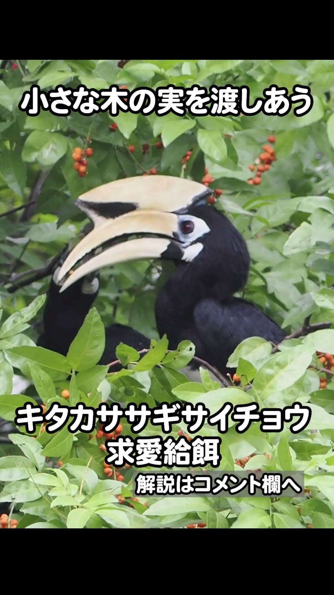 【NEW限定品】 求愛のプレゼント交換：キタカササギサイチョウ #shorts YouTube - 絵本・児童書