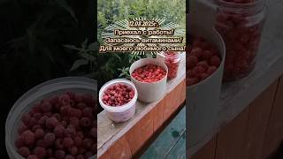 АТАКУЕМ МАЛИНУ!БЕРЕМ БЫКА ЗА РОГА! #малина #сборягод #сбормалины #рай #природасеверногокрая #природа