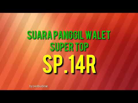 suara-panggil-burung-walet.sp.14r