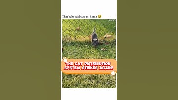 The Cat Distribution System Strikes Again!