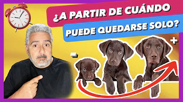 ¿Se puede dejar solo a un perro durante la noche?