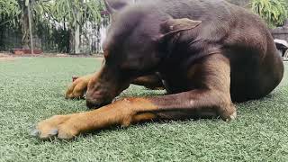 Top 10 things you don’t want your doberman to eat