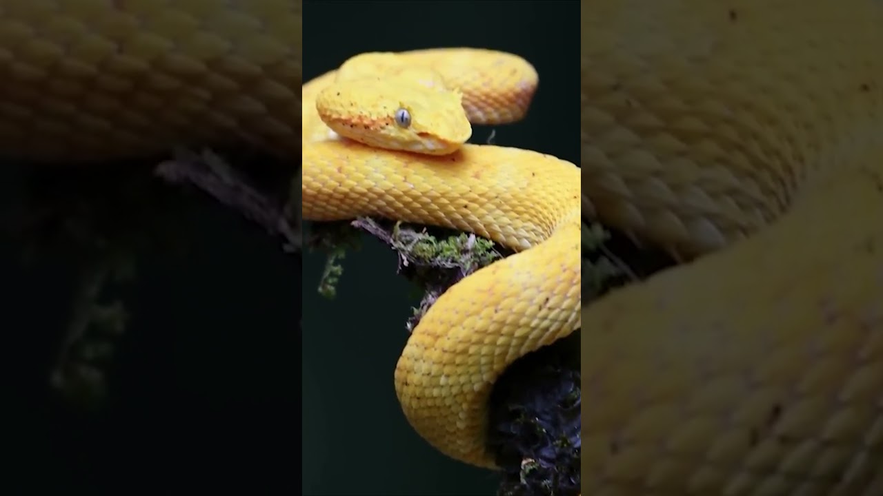 Snake Lurking for Prey: Mind-Blowing Encounter! | 