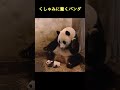 子パンダのくしゃみに驚くママパンダ