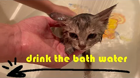 Watch the video about Give the cute kitten a bath and it will drink water while bathing!