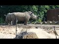 Rhinoceros. Nature. Animals.