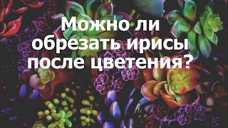 Можно ли обрезать ирисы после цветения?