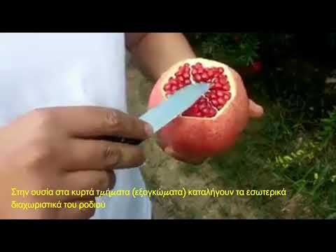 Βίντεο: Σταγόνα λουλουδιών ροδιού - Πώς να αποτρέψετε την πτώση μπουμπουκιών στο ρόδι