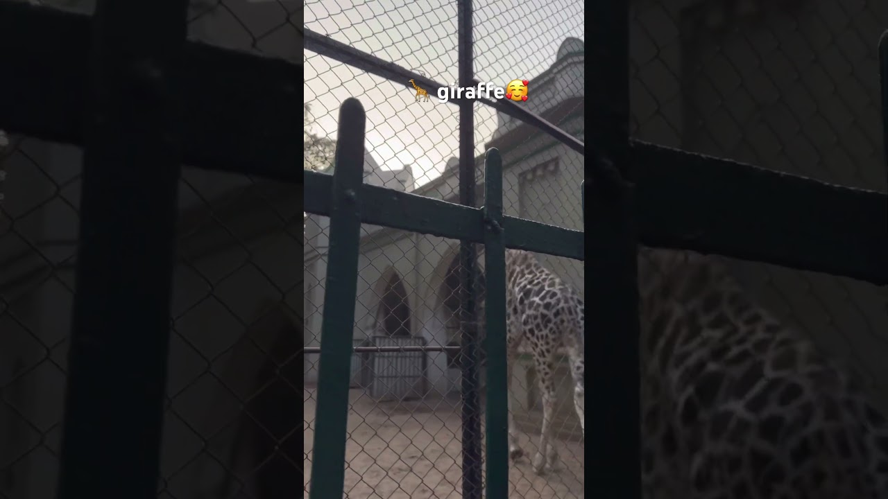 Most beautiful Giraffe 🦒 in Kolkata 