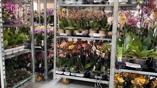 🌸 ПРОДАЖА ОРХИДЕЙ 08.06.23 Орхидея Пиниф, Sogo Relex. Ароматные орхидеи. Купить орхидею и растения.