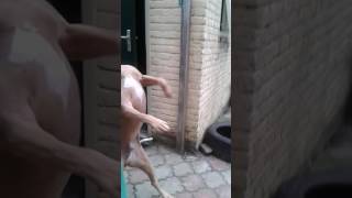 8 Year Old Masterdogs Amstaff Zany On Springpole