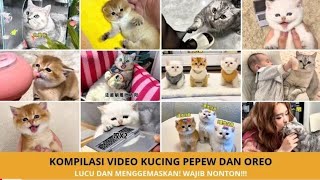 Download lagu Pepew & Oreo's Must-Watch Cat Video Compilation of 2026!