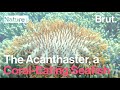 The acanthaster a coraleating seafish