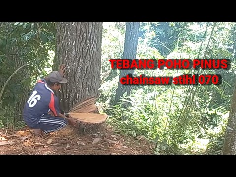 Video: Apakah pohon pinus mudah tumbang?