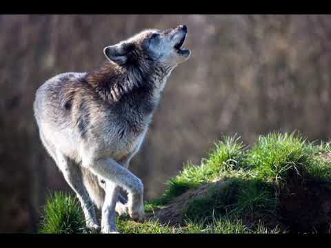 Video: Proč vlci vyjí?