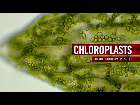 Chloroplasts - the solar panels of the plant cell | by Motic Europe