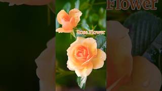 Rose | Rose Flowers | Orange Rose Flower | Rose Flower Blooming| Rose Plant | Beautiful Flowers Rose | Rose Flowers | Orange Rose Flower | Rose Flower Blooming| Rose Plant | Beautiful Flowers