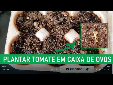 PLANTE TOMATE NA CAIXA DE OVOS E GERMINE TODOS ELES   PASSO A PASSO DA PLANTAÇÃO, GERMINAÇÃÕ E MUDAN