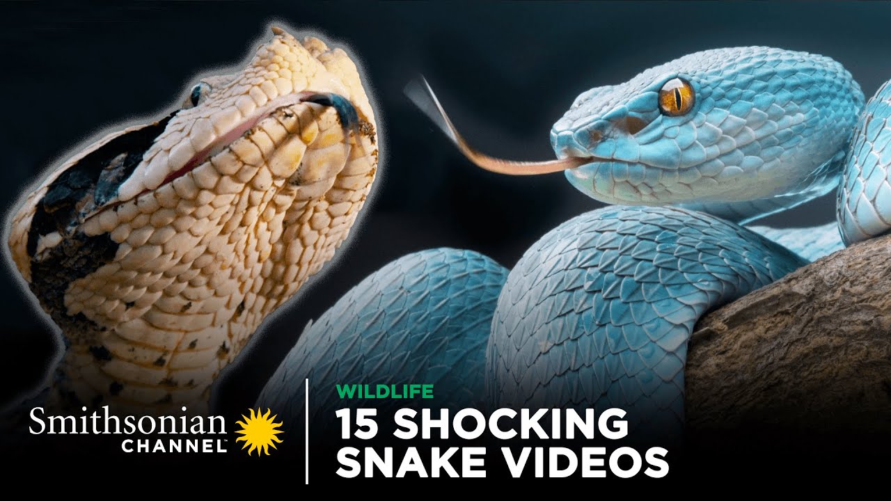 The attack of a dangerous poisonous snake on the mother of a nomadic family.