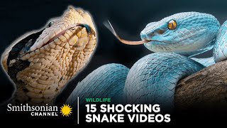 15 Shocking Snake Videos!  Smithsonian Channel