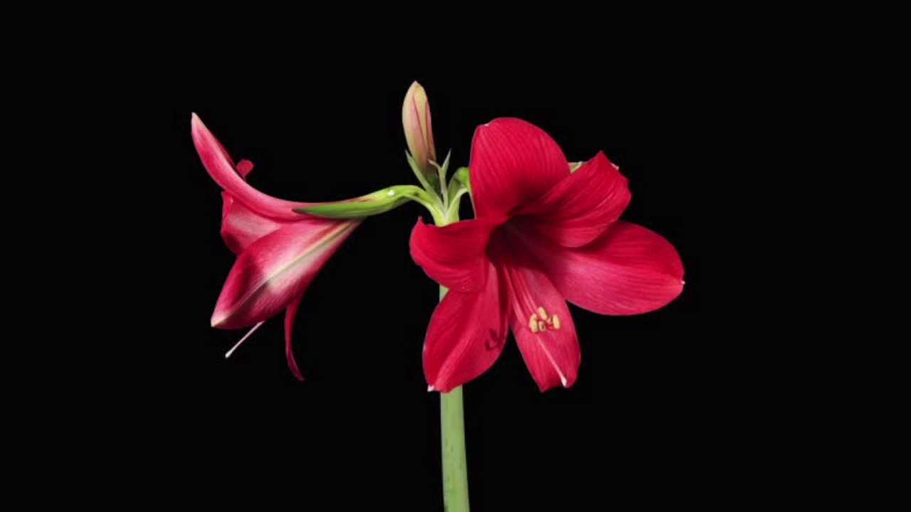 Migrate South - Melancholy Matters LP (Tree Of Life)