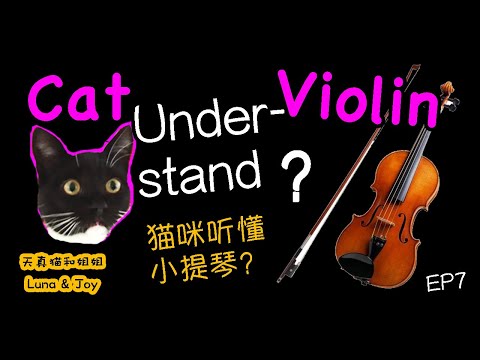 [eng-sub]-can-a-cat-understand-the-violin?-(ep7)-|-tuxedo-luna-&-joy