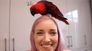 What Are Eclectus Parrots Like? (FUNNIEST MOMENTS!)