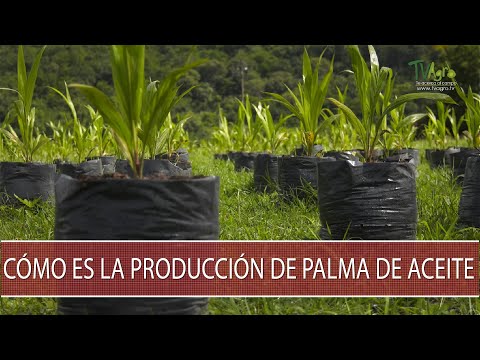 Video: Spindle Palm Plants: aprenda sobre las condiciones de cultivo de la palmera en huso