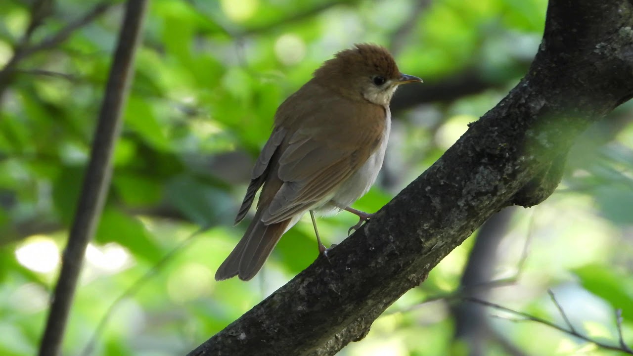 Chant de la grive fauve