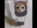 Nih pp kucing ramadhan yg cewe