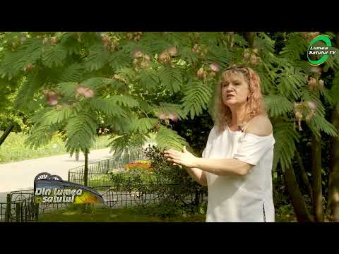 Video: Îngrijirea arborelui de mătase - Informații despre creșterea arborelui de mătase