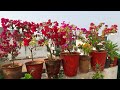 How to Care for Potted Plants || गमले में लगे पौधों की देखभाल कैसे करें