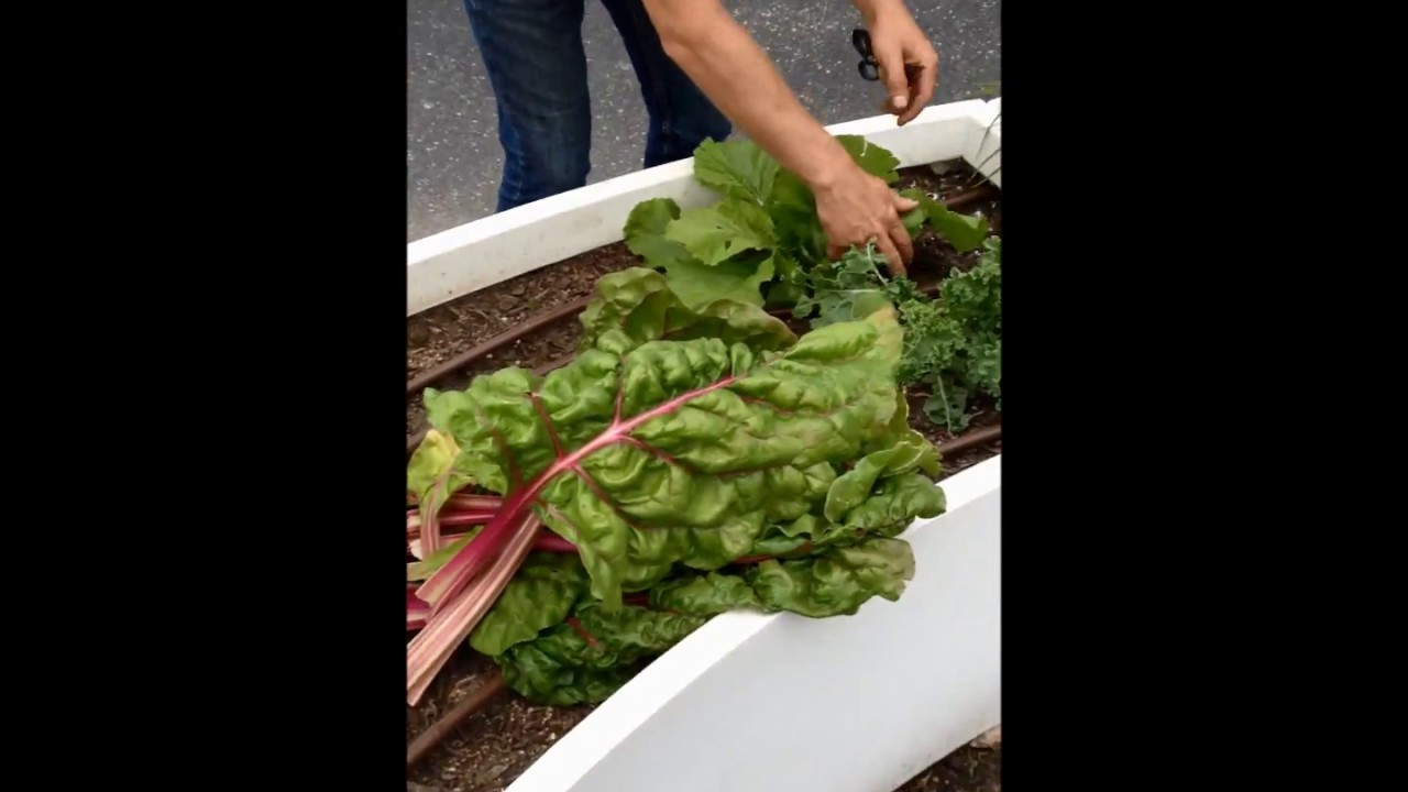 Harvesting Chard, Kale, and Mustard Leaves YouTube