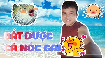 ĐI BIỂN CÂU MỰC Bắt được Cá Nóc Gai |Câu Mực Biển Tây