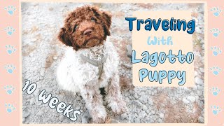 Lagotto romagnolo puppy 10 weeks old traveling to Gotland, Sweden