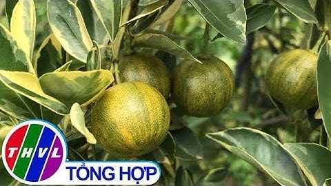 THVL | Tắc cẩm thạch của nhà vườn tại Đồng Tháp