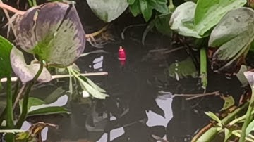 câu cá ở mộc hoá cá rô bự quá nha ae