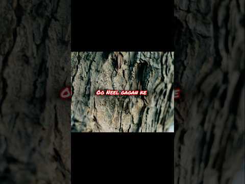 Oo Neel Gagan Ke Deewane 🥀💔 ! asthetic 🎶 ! whatsapp status song 🎧 ! Old Bollywood Song 🎧💯 ! #song