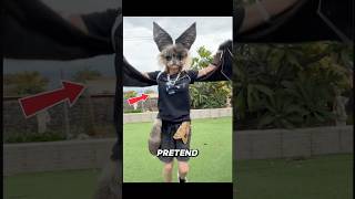 Why You Cant Be A Therian