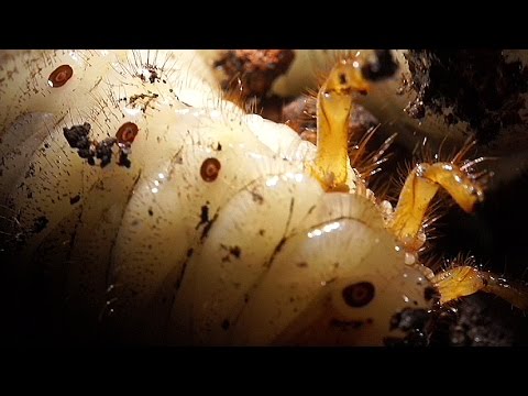 rhinoceros beetle larvae and associated mites youtube