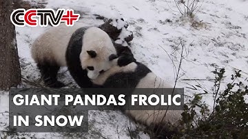 Giant Pandas Frolic at Snow Covered Exhibit in northwest China