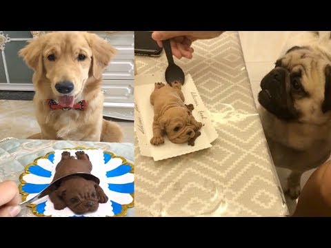 funny-dog-reaction-to-dog-cake---dog-cake-reaction-compilation